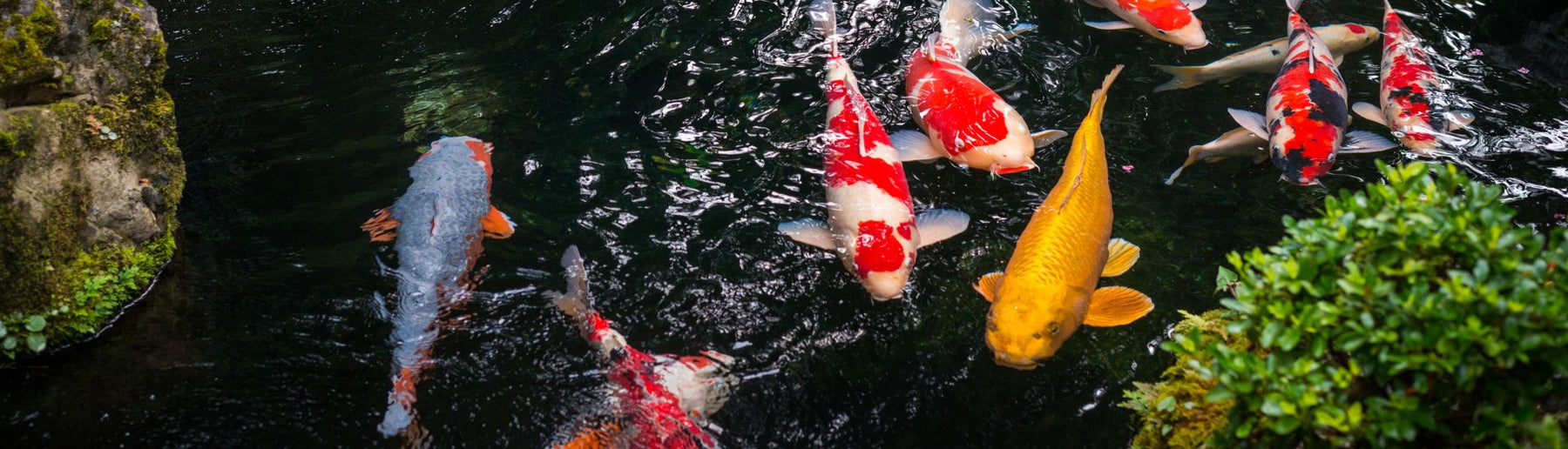 דגי קוי: לצלול לתוך עולמם המרתק - מסע של יופי וסמליות - בית הובי אונליין
