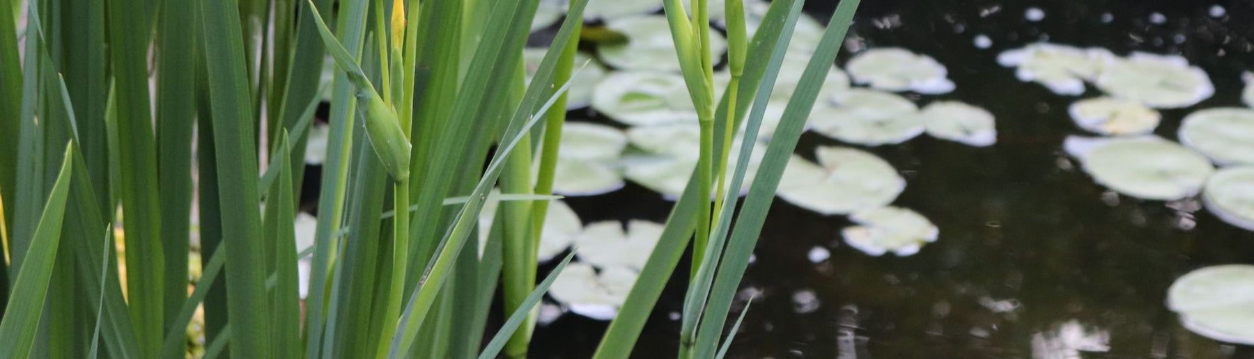 שיעור מספר 2 - הקשר בין צמחי מים לאצות - בית הובי אונליין