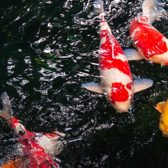 דגי קוי: לצלול לתוך עולמם המרתק - מסע של יופי וסמליות - בית הובי אונליין