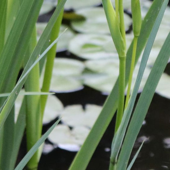 שיעור מספר 2 - הקשר בין צמחי מים לאצות - בית הובי אונליין