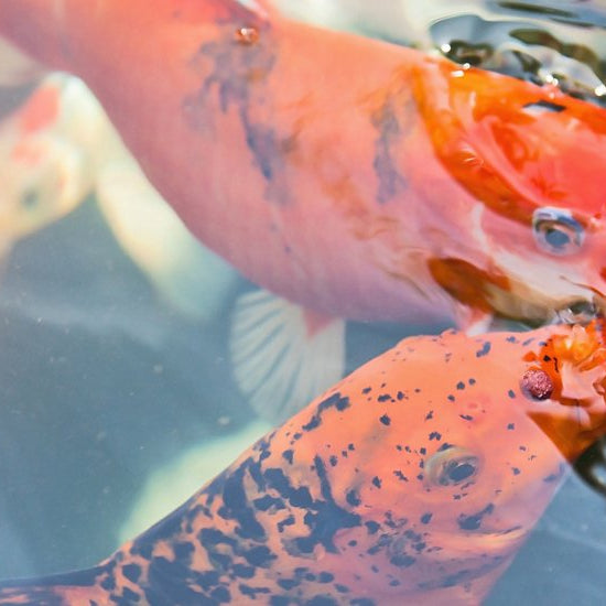 כיצד להאכיל את הדגים ולשמור על המים נקיים - בית הובי אונליין