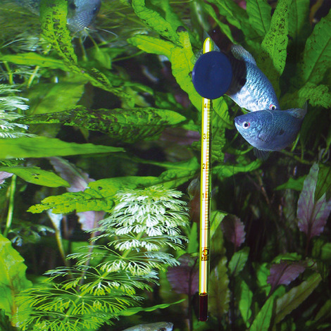 מד חום זכוכית פרימיום JBL Aquarium Thermometer Slim - תמונה 2 מד חום זכוכית פרימיום JBL Aquarium Thermometer Slim - תמונה 2