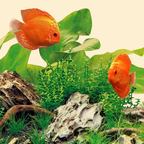 נורה לאקווריום לד Juwel Led Nature 14W - תמונה 2 נורה לאקווריום לד Juwel Led Nature 14W - תמונה 2