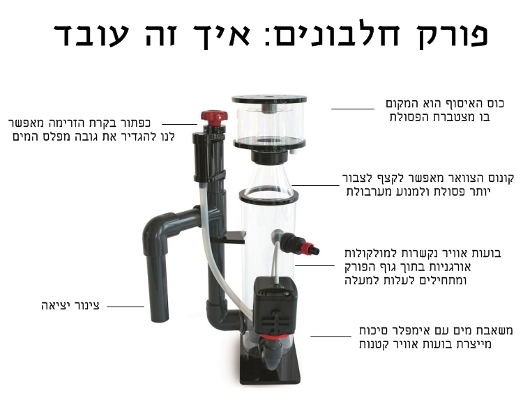 אקווריום מים מלוחים - שיעור מספר 2 - פורק חלבונים