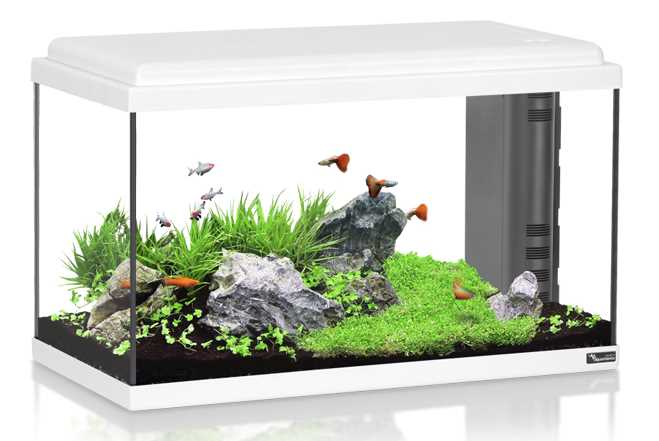 אקווריום 60 ליטר AquaAtlantis Advance 60 אקווריום 60 ליטר AquaAtlantis Advance 60