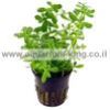 Bacopa-Monnieri