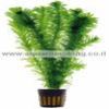 Elodea-Densa