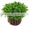 Glossostigma-Elatinoides