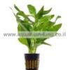 Gymnocoronis-Spilanthoide