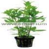 Hygrophila-Polysperma