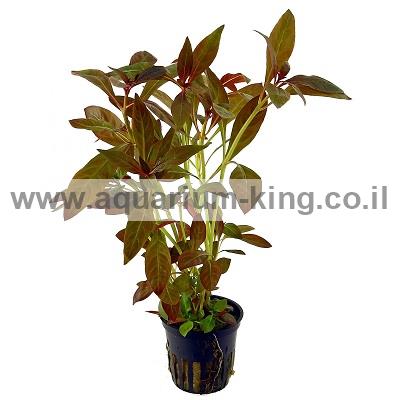 Ludwigia-Glandulosa