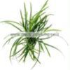Ophiopogon-Japonicus