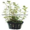 Rotala-Rotundifolia