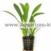 Sagittaria-Platyphylla