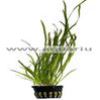 Vallisneria-Spiralis