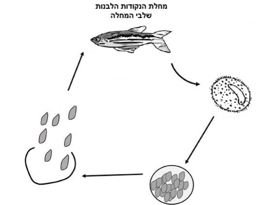 קורס אונליין למתקדמים - מחלות דגים באקווריום ובבריכה קורס אונליין למתקדמים - מחלות דגים באקווריום ובבריכה