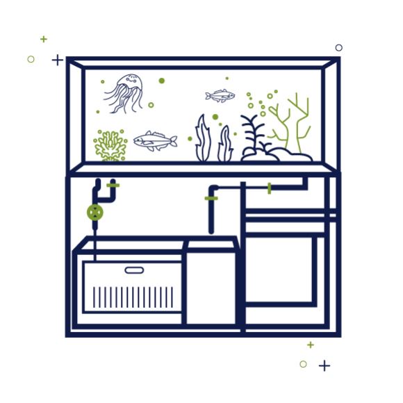 קורס אונליין למתקדמים - הקמת אקווריום מים מלוחים קורס אונליין למתקדמים - הקמת אקווריום מים מלוחים