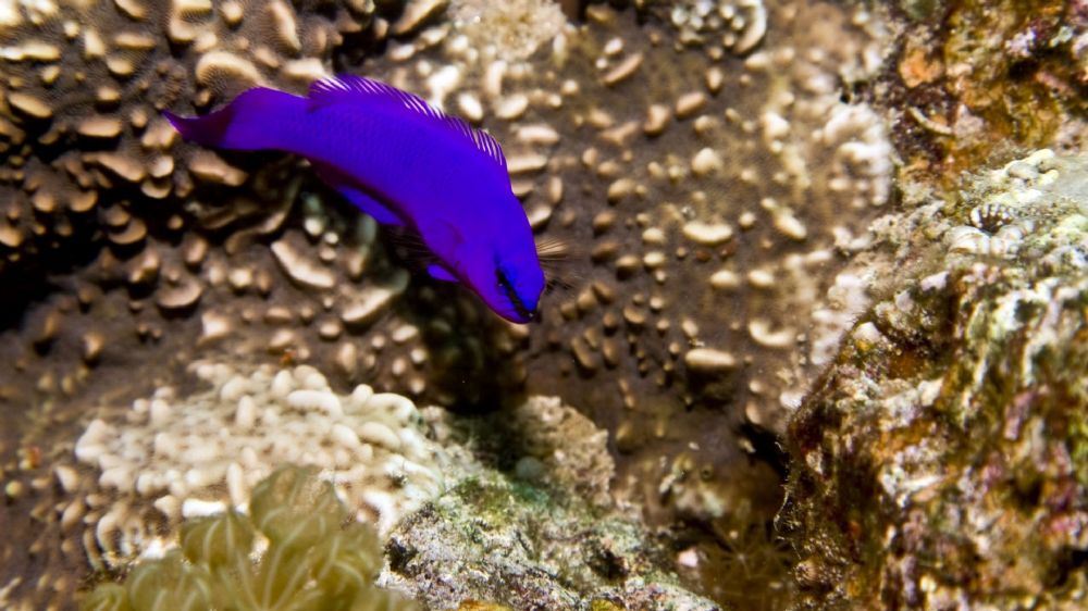 פרידמני פרידמני