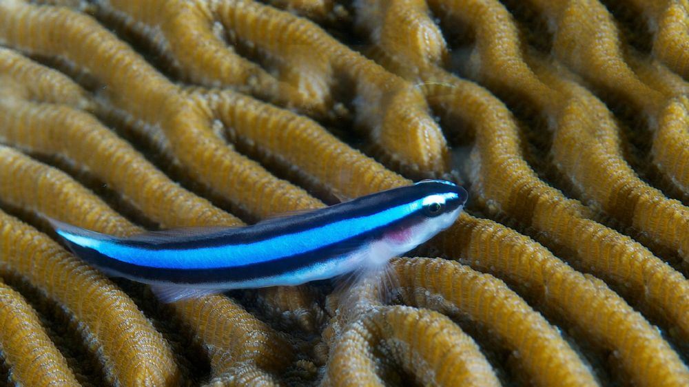 גובי ניאון גובי ניאון