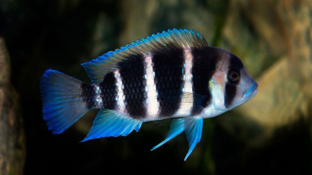 פרונטוזה פרונטוזה