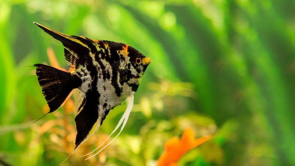 סקלאר סקלאר