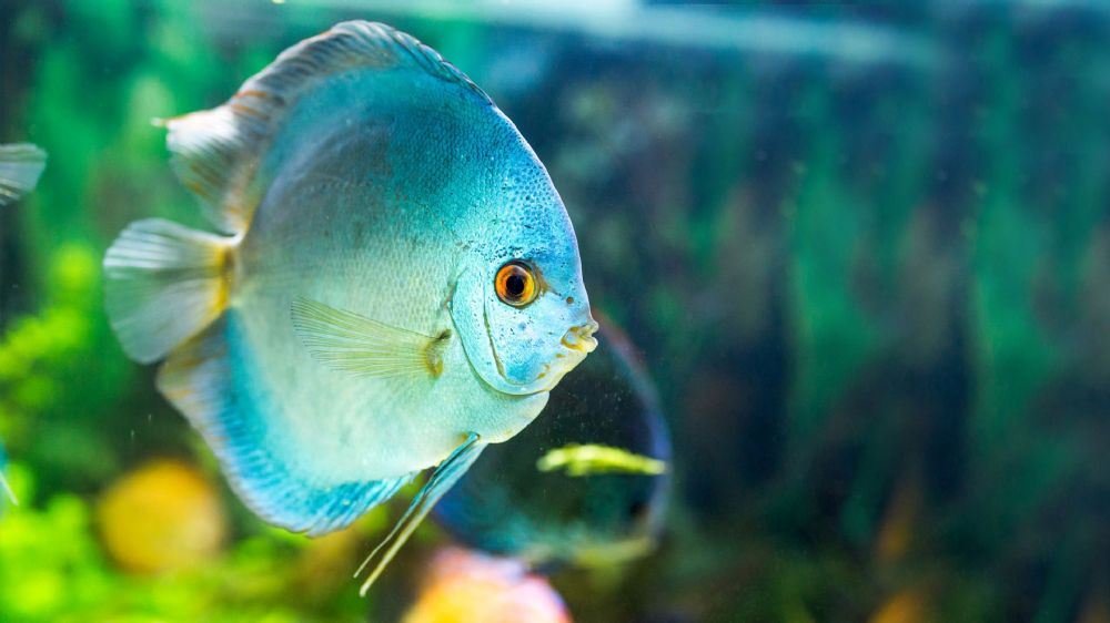 דיסקוס דיסקוס