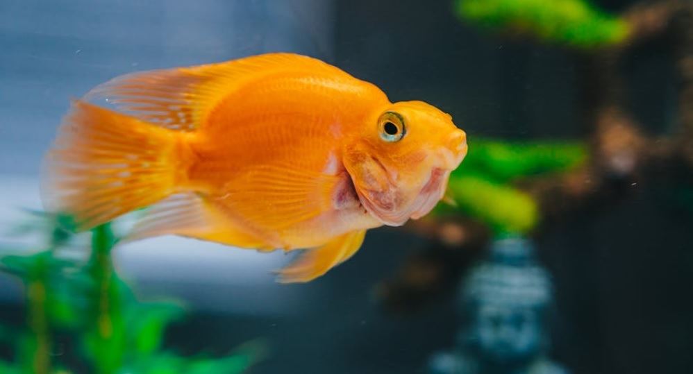 דג תוכי דג תוכי