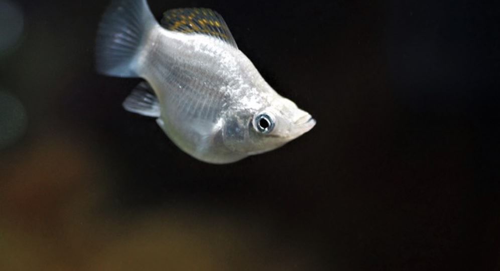 דג מולי דג מולי