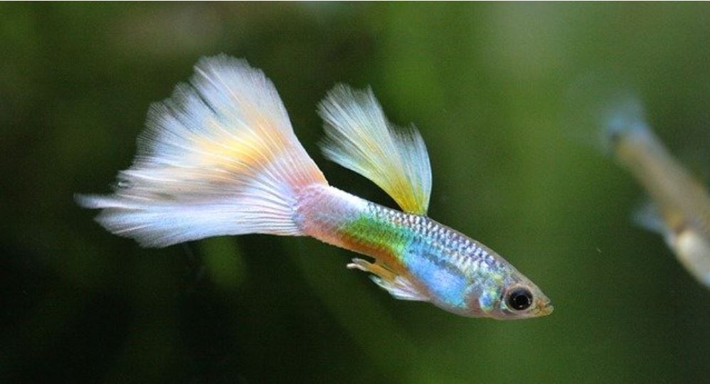 דגי גופי דגי גופי