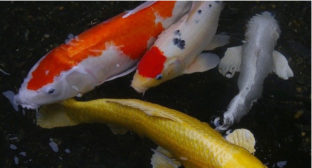 דגי קוי דגי קוי