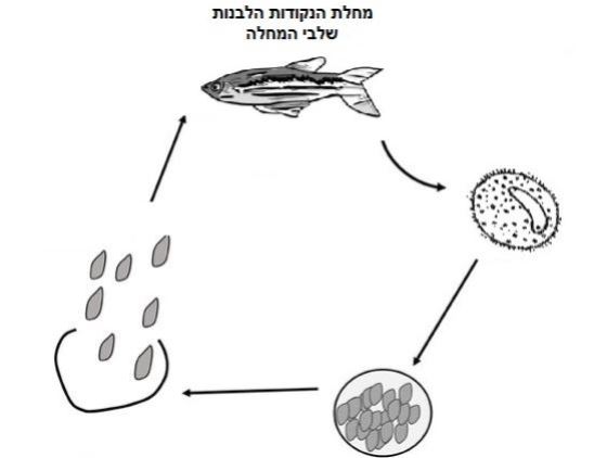 קורס מחלות דגים