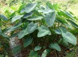 אוזן פיל אוזן פיל