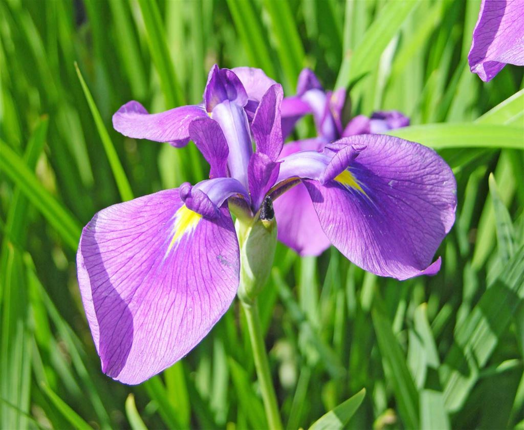 אירוס לואיזאנה אירוס לואיזאנה