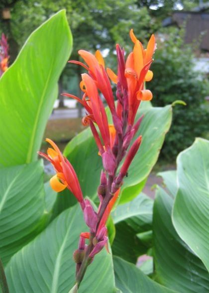 כנה הודית כנה הודית