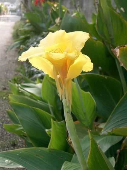 כנה מים כנה מים