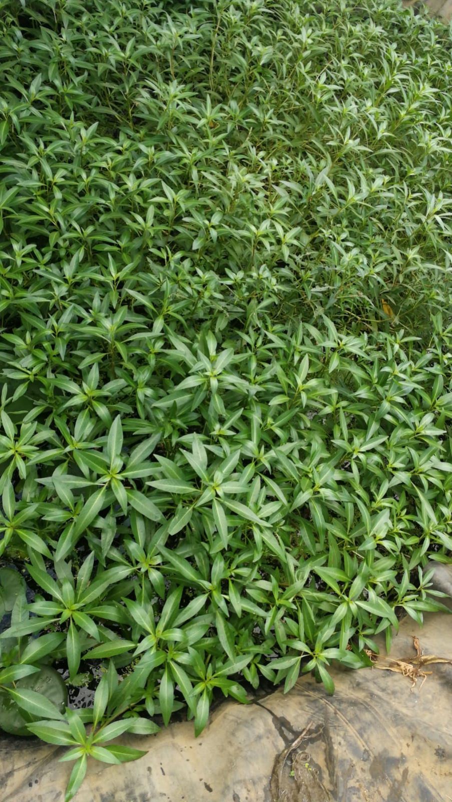 לפלופית אדומה לפלופית אדומה