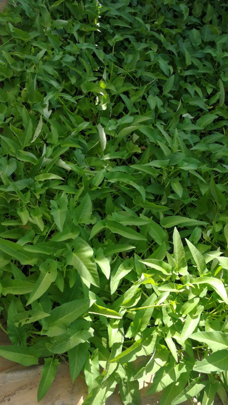 מדד שלוחות מדד שלוחות