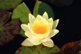 נימפאה (שושנת מים) יום אירופאית נימפאה (שושנת מים) יום אירופאית