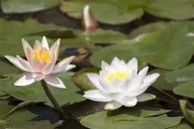 נימפאה (שושנת מים) לילה נימפאה (שושנת מים) לילה