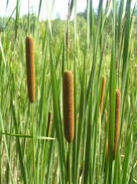 סוף מצוי סוף מצוי