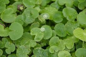 ספלילה ספלילה