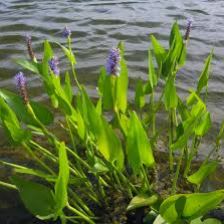 פונטדריה לנסאולטה פונטדריה לנסאולטה