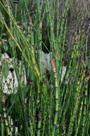 שבטבט שבטבט