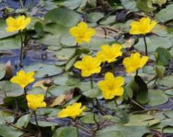 נמפאון צהוב (נמפאידיס) שושנת מים נמפאון צהוב (נמפאידיס) שושנת מים